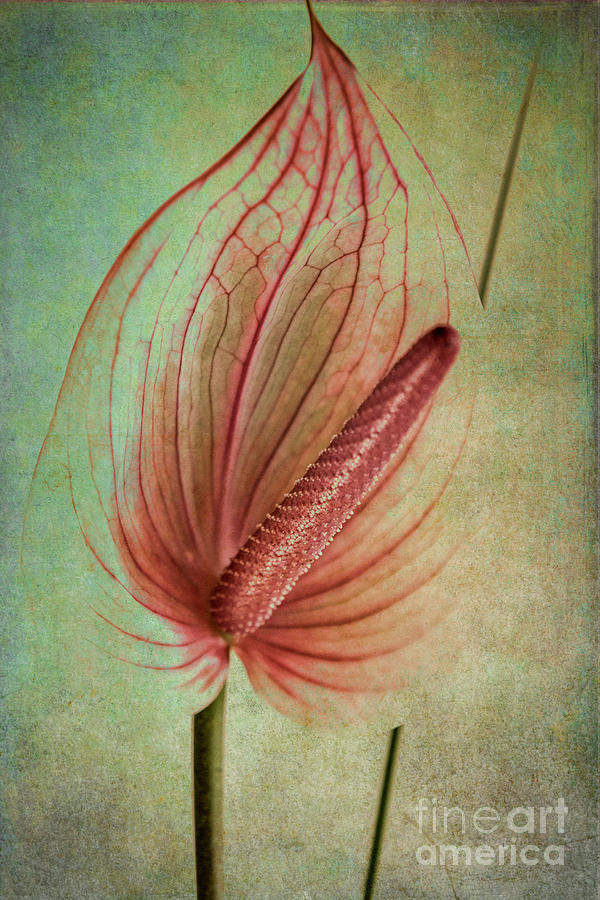 Flamingo Flower  2 #2 Photograph by Heiko Koehrer-Wagner