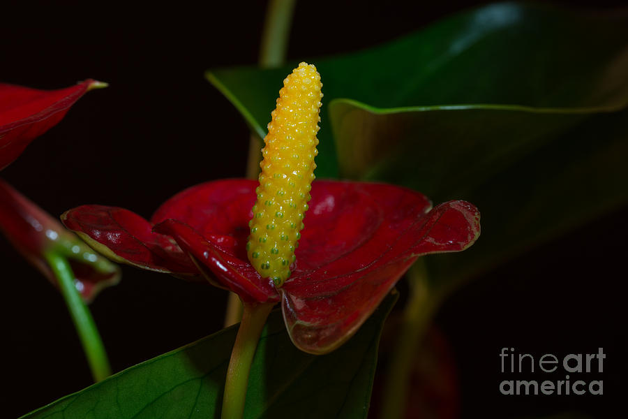 Flamingo Flower 4 #1 Photograph by Steve Purnell