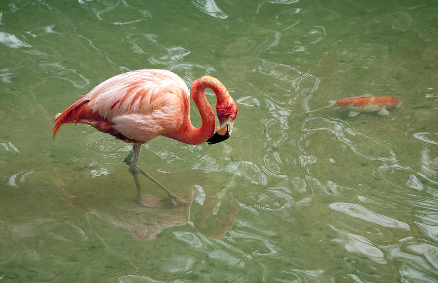 Flamingo  #1 Photograph by Gouzel -