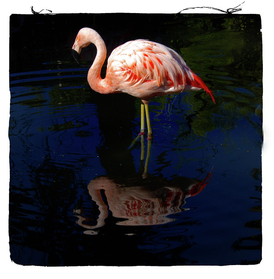 Flamingo #1 Photograph by Hugh Smith