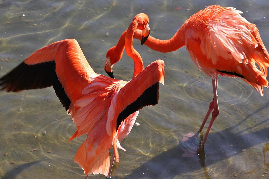Gay Flamingos Freddie Mercury And Lance Bass Are Denver Zoo's Most Iconic Love Birds