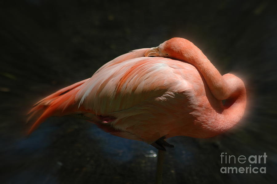 Flamingo #1 Photograph by Mark Gilman