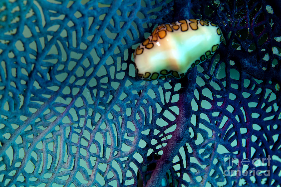 Flamingo tongue snail on a purple seafan #1 Photograph by Anthony Totah