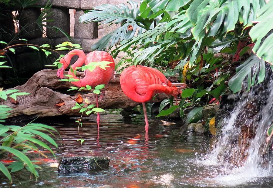 Flamingos #1 Photograph by Betty Buller Whitehead