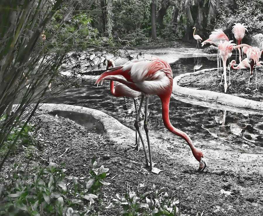 Bird Photograph - Flamingos #2 by Cathy Harper
