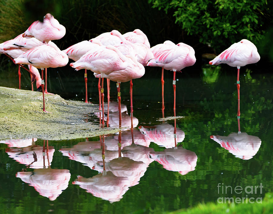 Flamingos #1 Photograph by Colin Rayner