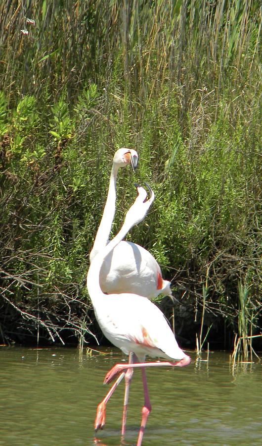 Flamingos #3 Photograph by Manuela Constantin