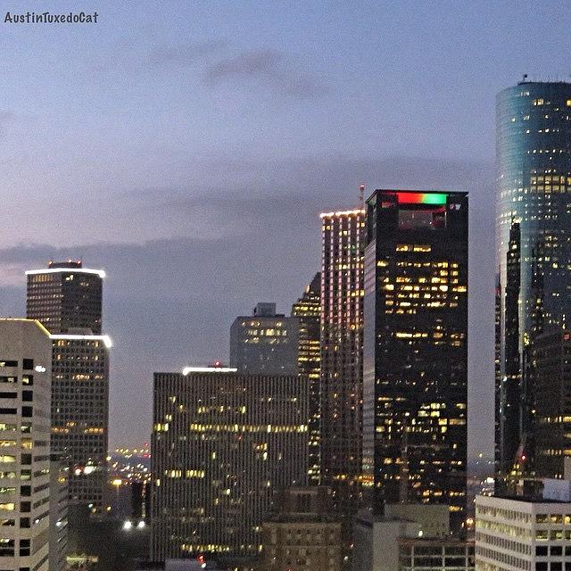 Houston Photograph - #flashbackfriday - The View Of #1 by Austin Tuxedo Cat