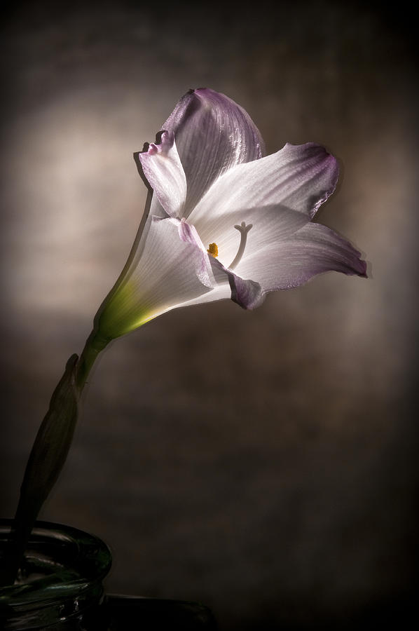 Flashlight Series White Flower 6 Photograph by Lou  Novick