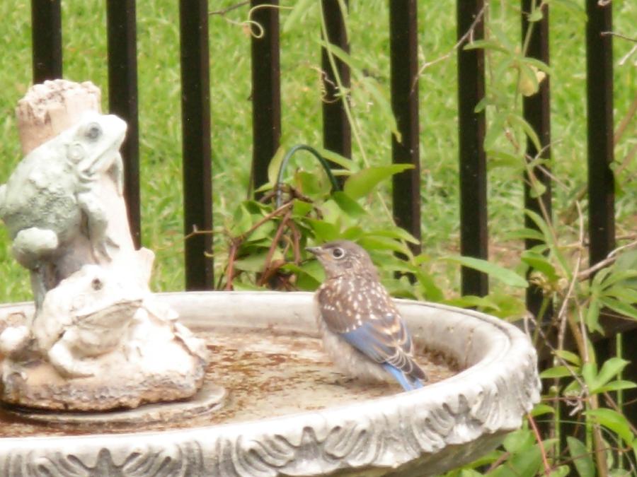 Fledgling Bluebird at Birdbath #1 Photograph by Jeanne Juhos