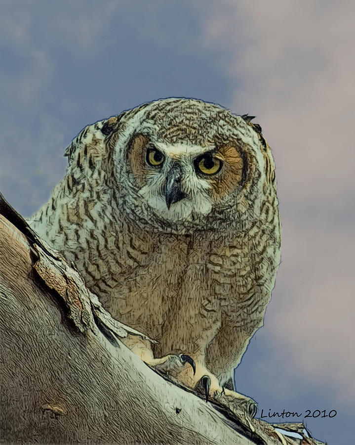 Fledgling Great Horned Owl #1 Digital Art by Larry Linton