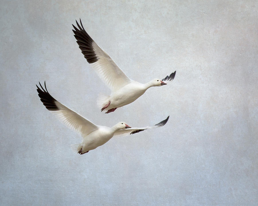Goose Photograph - Flight #1 by Bob Stevens