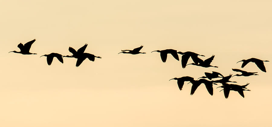 Flight of Ibis #1 Photograph by Mark Little