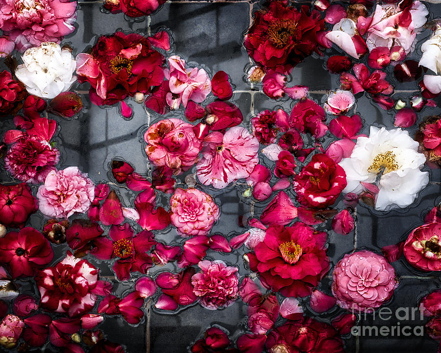 Floating Camelia Blossoms #1 Photograph by Ann Jacobson