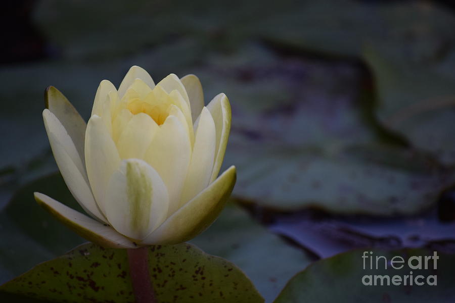 Floating Flower #1 Photograph by Anita Goel - Pixels