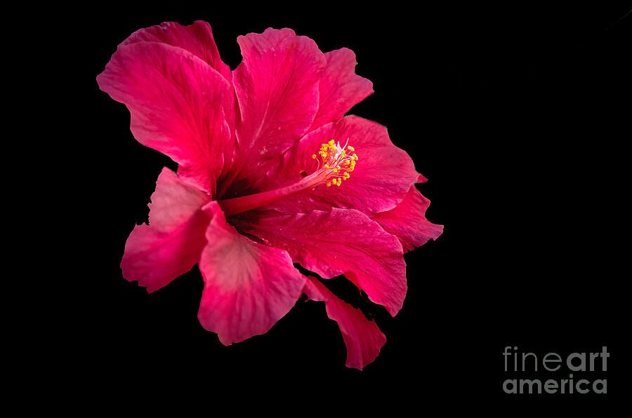 Floating  Hibiscus #2 Photograph by Robert Bales
