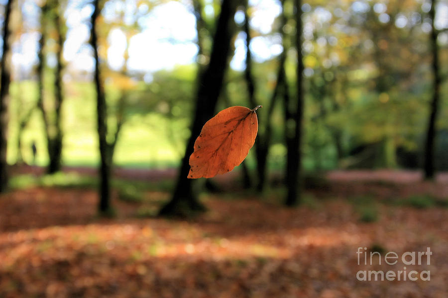Fall Photograph - Floating Leaf #1 by Carl Whitfield