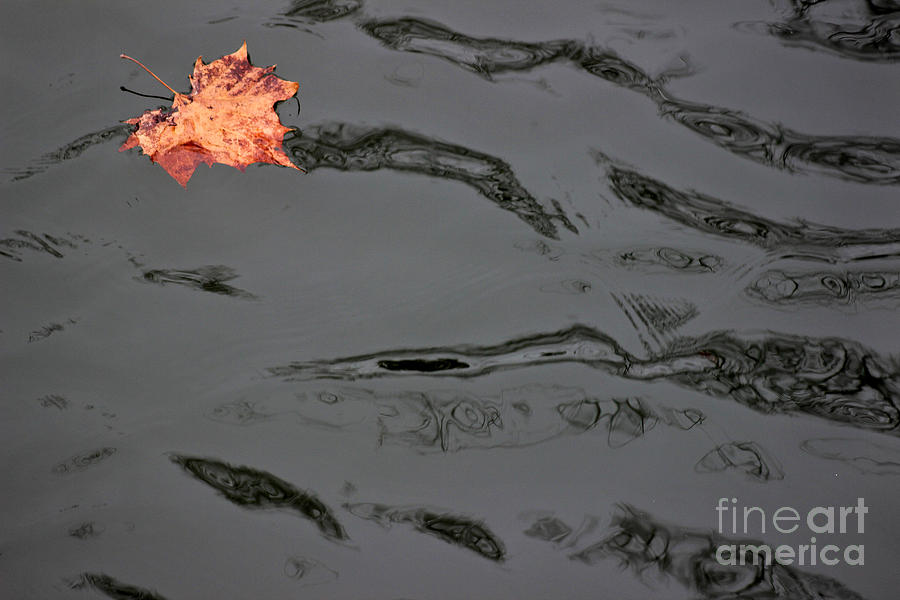 Floating Leaf #1 Photograph by Karen Adams
