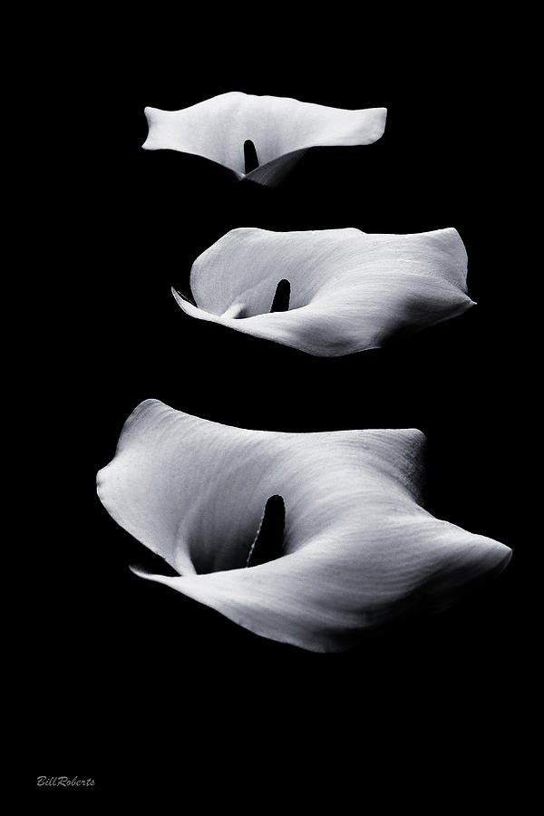 Floating Lilies Photograph by Bill Roberts