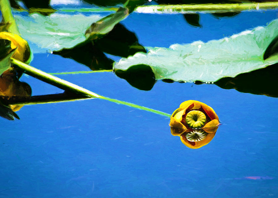 Floating Lily  #2 Photograph by Greg Norrell
