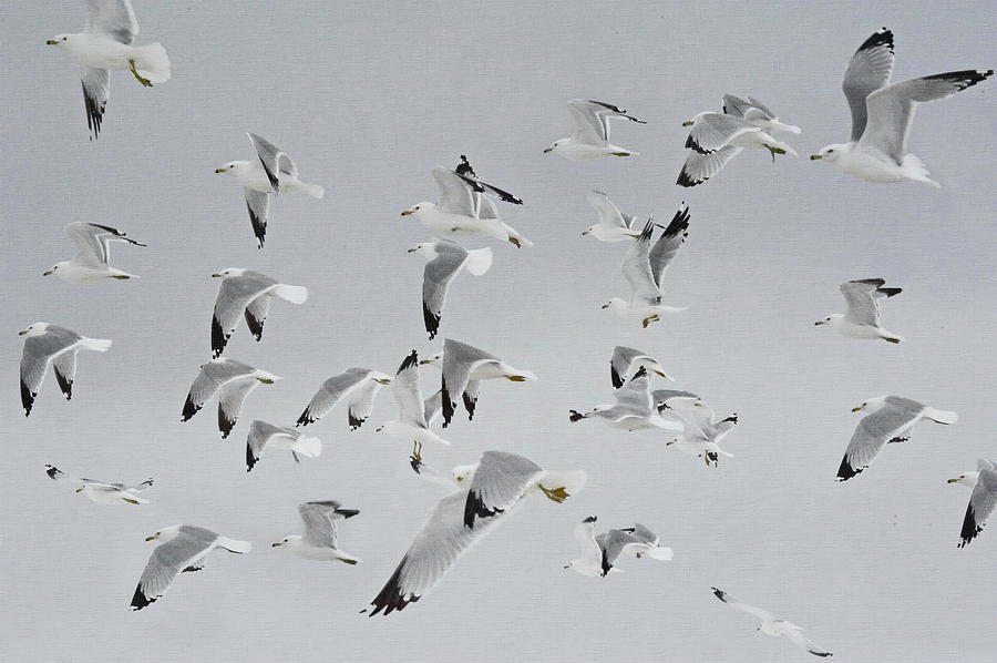Flock of Birds  #1 Photograph by Andrea Kollo