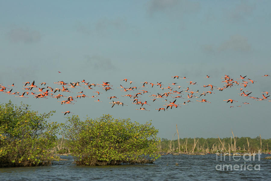 Flock of flamingoes in the sky Photograph by Patricia Hofmeester