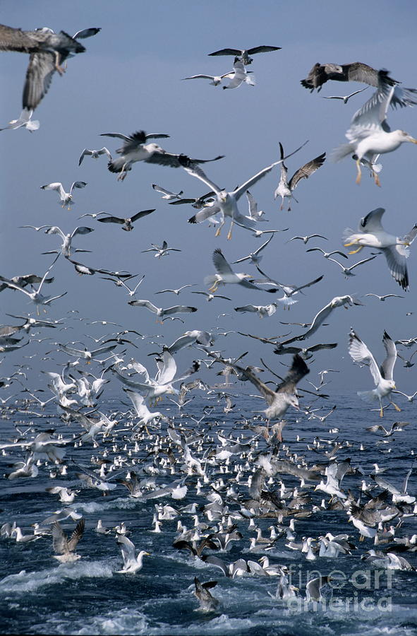 Seagull Photograph - Flock of seagulls in the sea and in flight #1 by Sami Sarkis