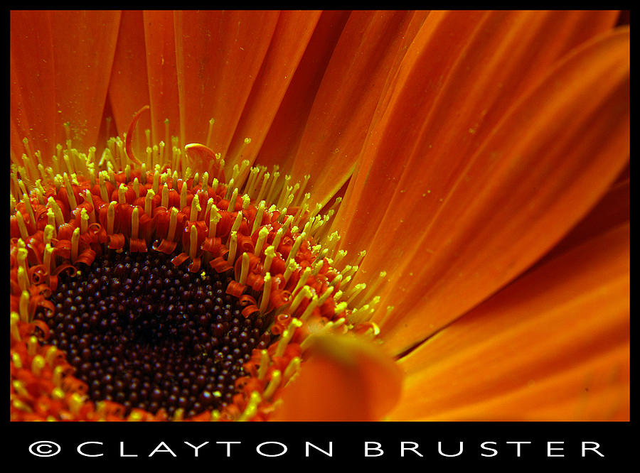 Floral #1 Photograph by Clayton Bruster