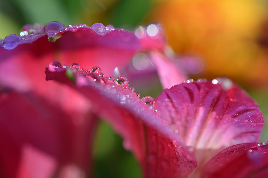 Floral Fantasy Photograph by Dianne Cowen Cape Cod Photography