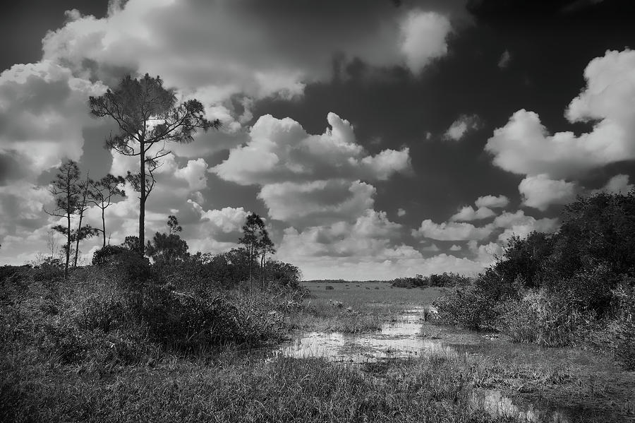 Florida Everglades #1 Photograph by Rudy Umans