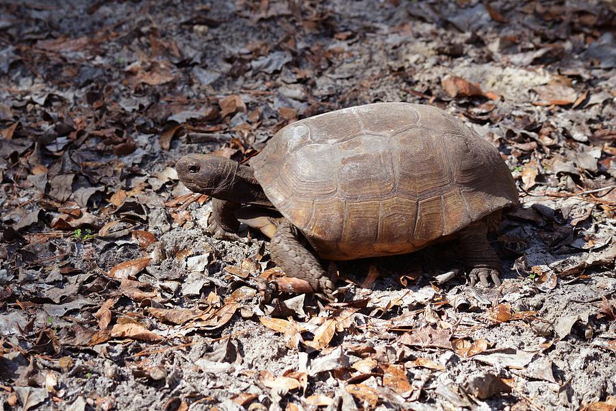 Florida Gopher Tortoise 2 Photograph by rd Erickson | Fine Art America