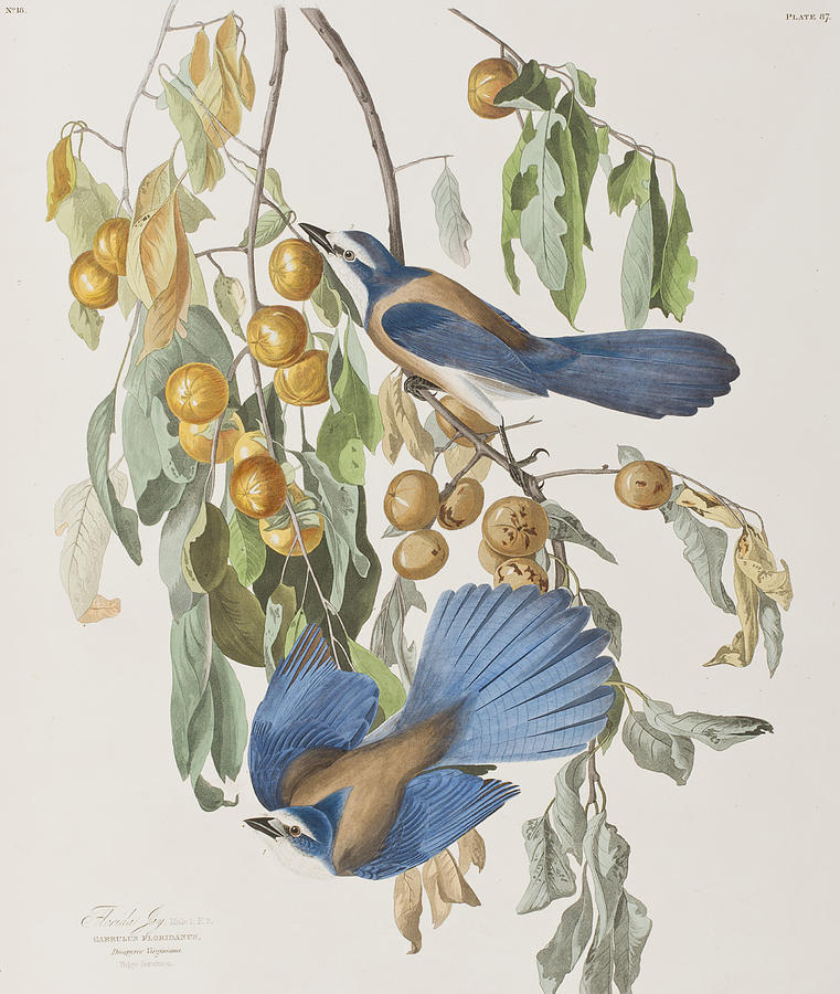 John James Audubon Painting - Florida Jay by John James Audubon