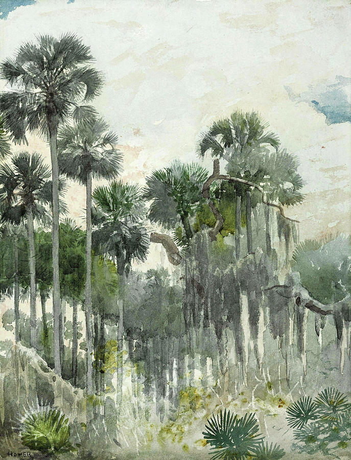 Florida Jungle Drawing by Winslow Homer
