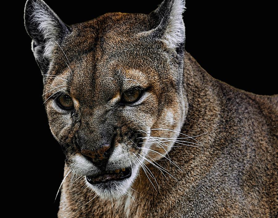 Florida Panther #1 Photograph by Keith Lovejoy