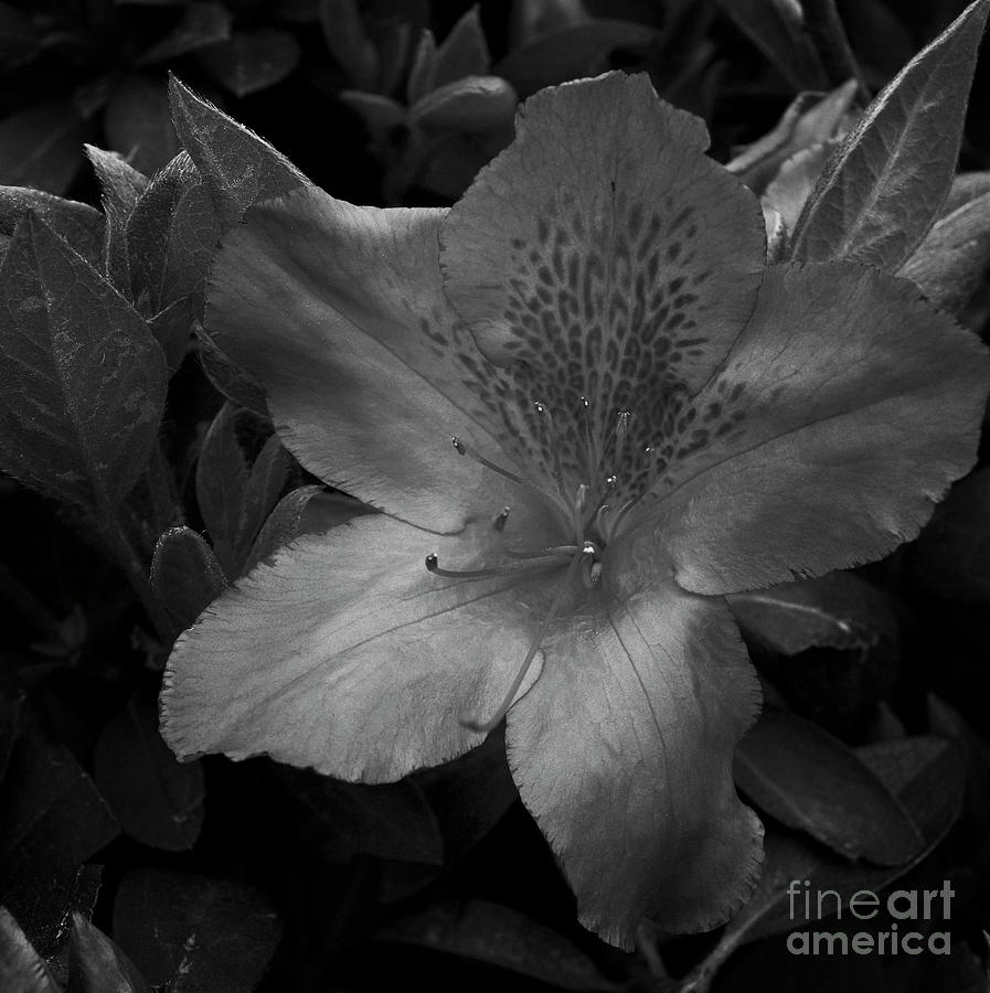 Flower 8-19 #1 Photograph by Skip Willits