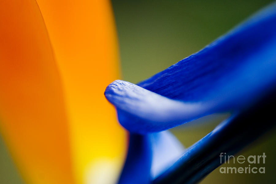 Flower Abstract #1 Photograph by Ray Laskowitz - Printscapes