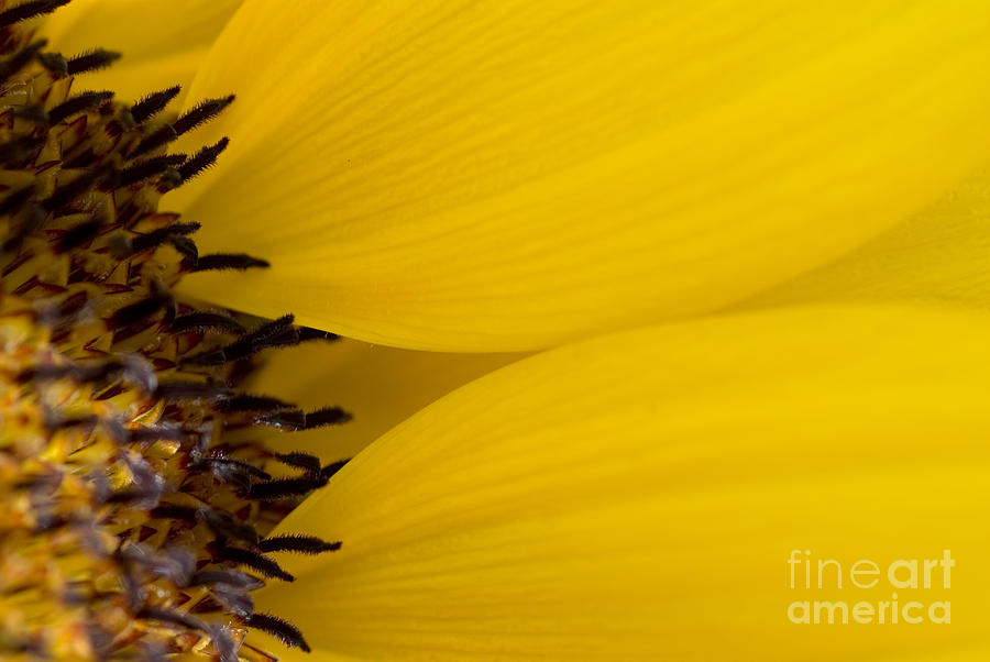 Abstract Photograph - Flower Abstract #1 by Ray Laskowitz - Printscapes