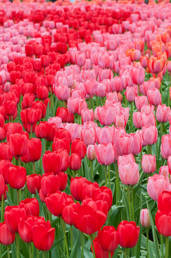 Flower beds of multicolored tulips #3 Photograph by Beautiful Things ...