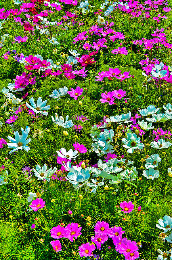 Flower Photograph - Flower Carpet. #1 by Andy i Za