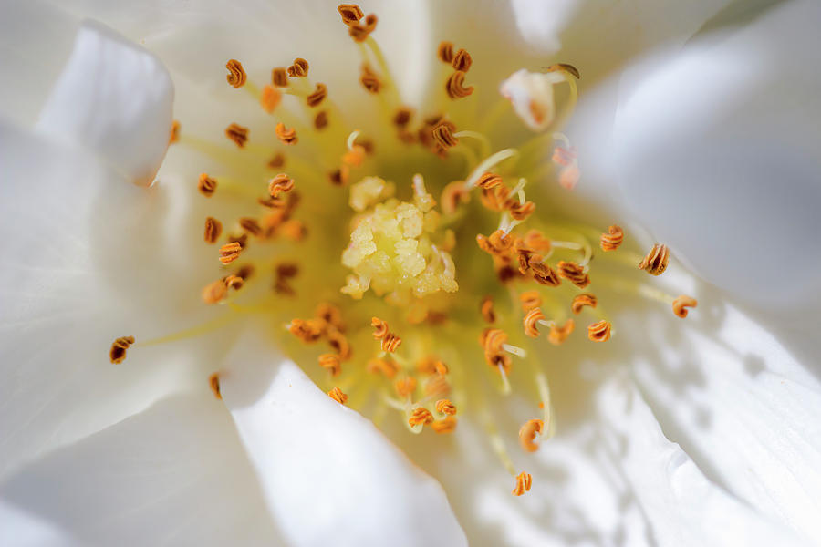 Flower Carpet White Rose Macro #1 Photograph by Adam Rainoff