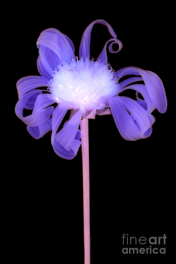 Flower #2 Photograph by Clayton Bastiani