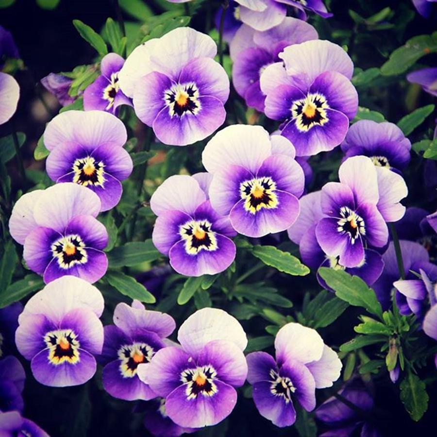 Flower Photograph - #flower #flowers #flowerstagram #1 by Fotoshooter Dellos