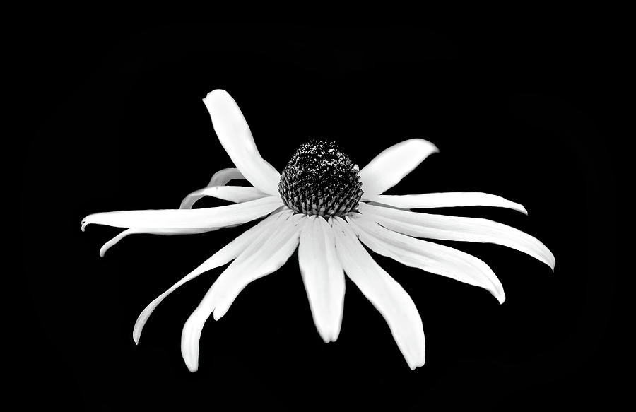 Flower in black and white #1 Photograph by Lilia S