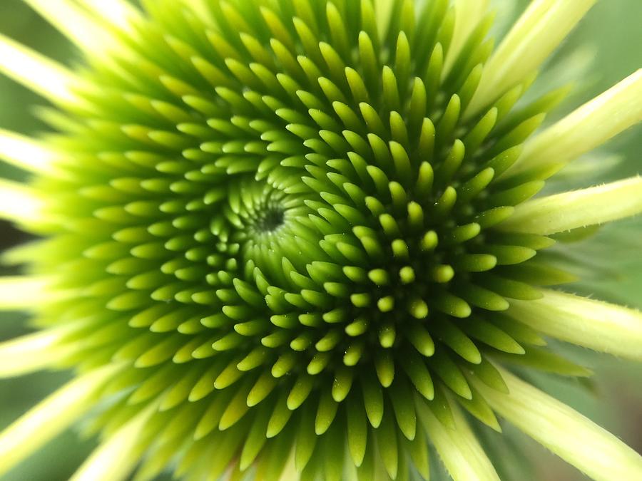 Flower Photograph - Flower by Maxim Tzinman Flower Photograph - Flower by Maxim Tzinman