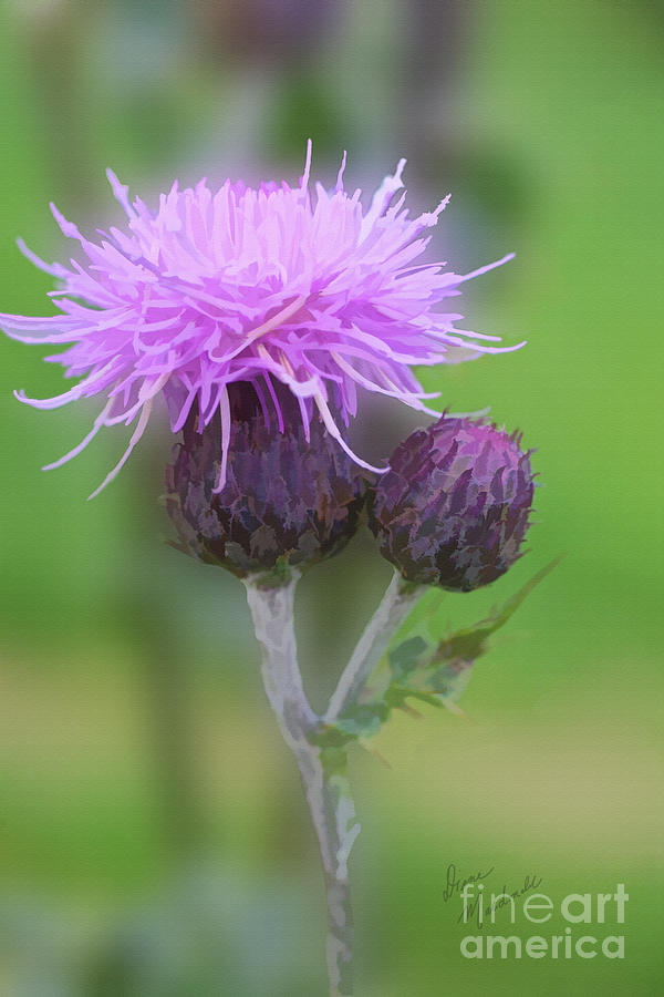Flower Of Scotland Photograph by Diane Macdonald