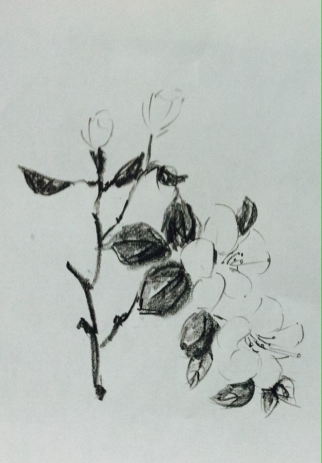Flower study #1 Drawing by Hae Kim