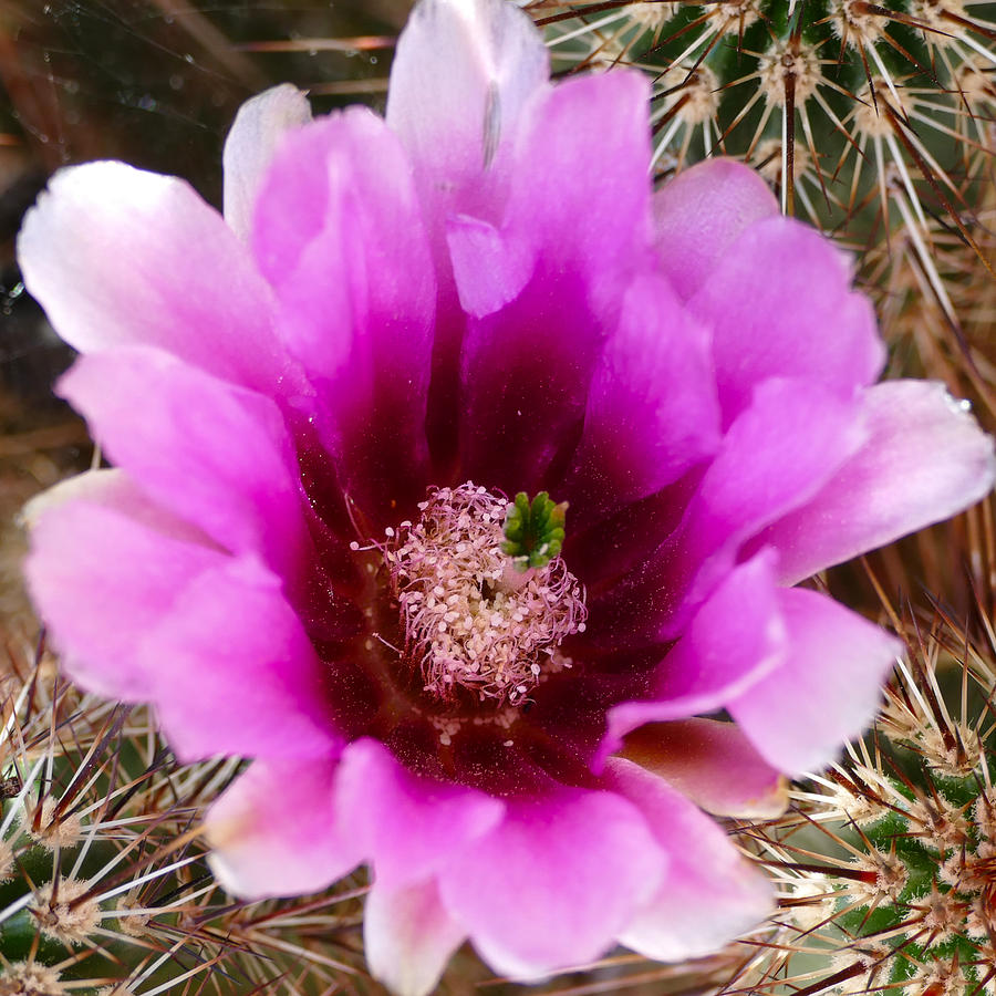 Flowering Cactus #1 Photograph by Laurel Powell