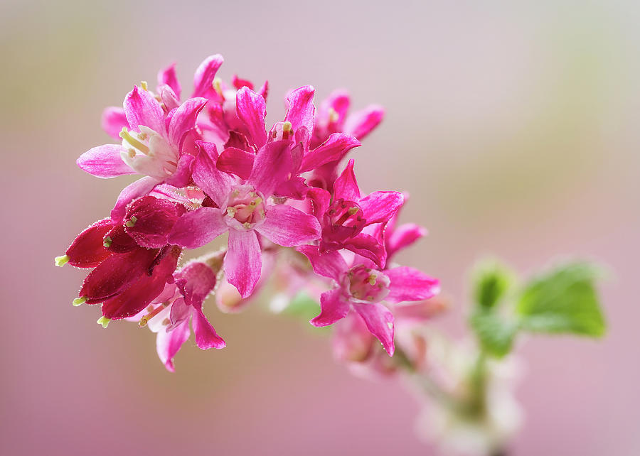 Flowering Currant #1 Photograph by Shirley Mitchell
