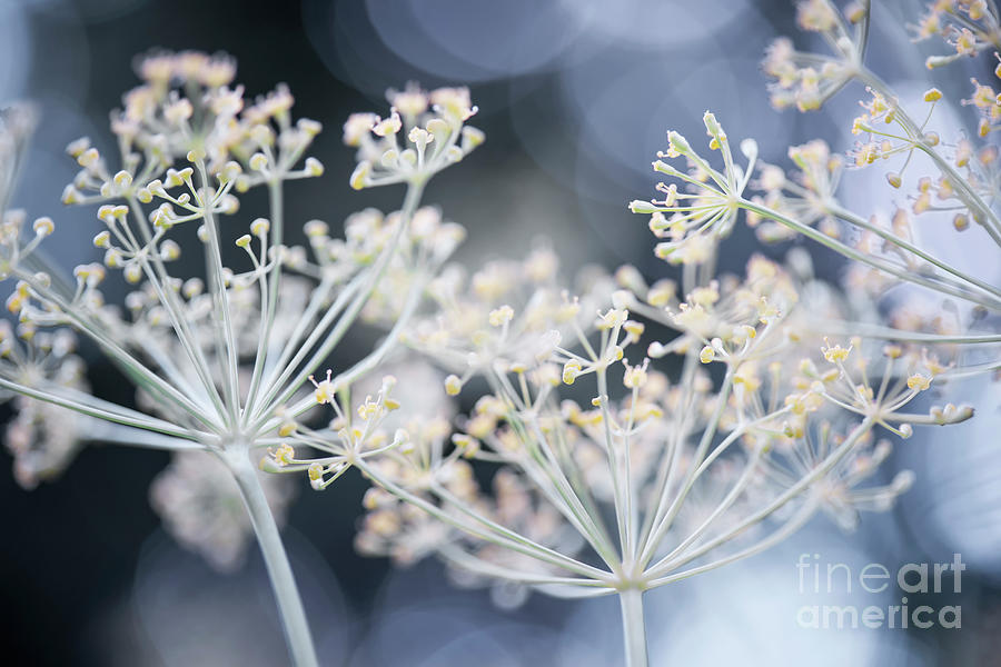 Flowering dill 2 Photograph by Elena Elisseeva