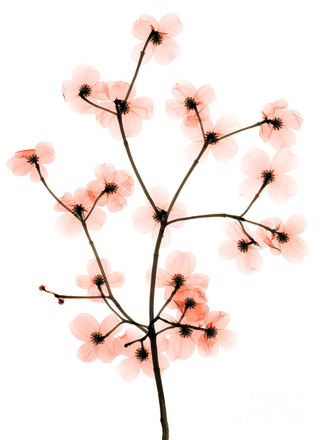 Flowering Dogwood X-ray #2 Photograph by Ted Kinsman